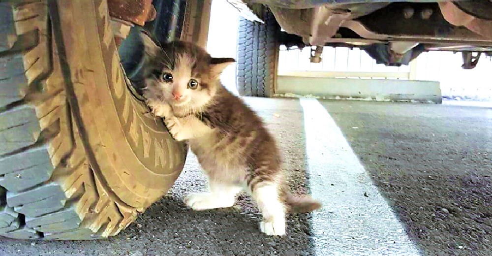 Hombre halló a un gatito sin hogar aferrado a un camión y sabía que tenía que ayudarlo