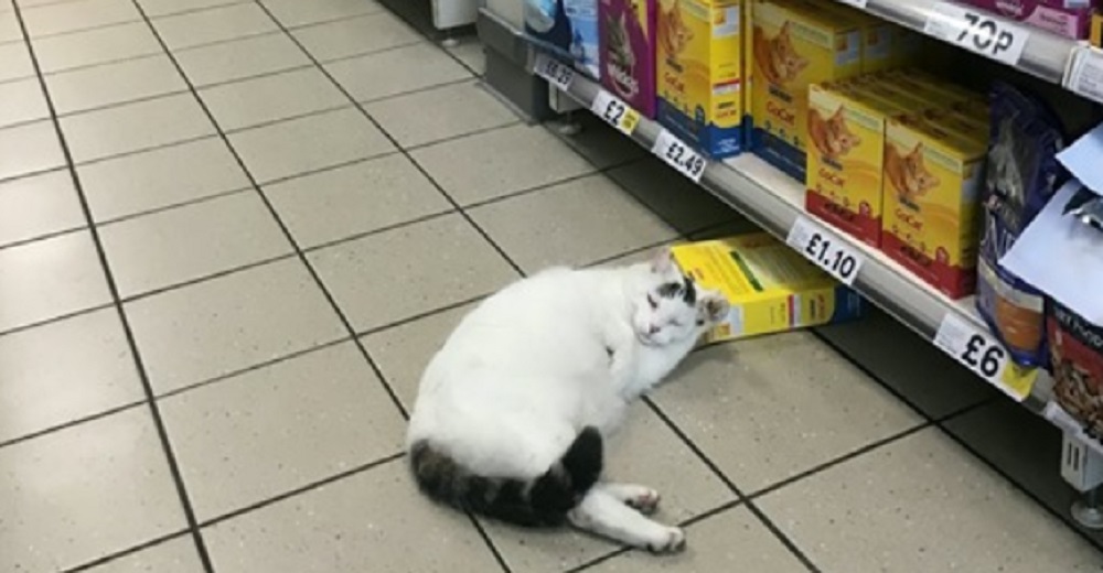 Gatito entró a robar comida en un supermercado pero lo hallaron dormido en la escena del crimen Gatito entró a robar comida en un supermercado pero lo hallaron dormido en la escena del crimen