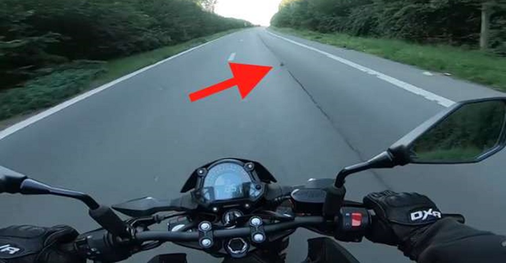 Todos pasan de largo ante la criatura que tenía los minutos contados en una peligrosa carretera Todos pasan de largo ante la criatura que tenía los minutos contados en una peligrosa carretera