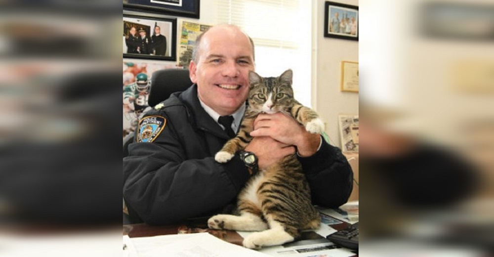 Oficiales suplican a su jefe que les permita adoptar un gatito abandonado y nombrarlo policía Oficiales suplican a su jefe que les permita adoptar un gatito abandonado y nombrarlo policía