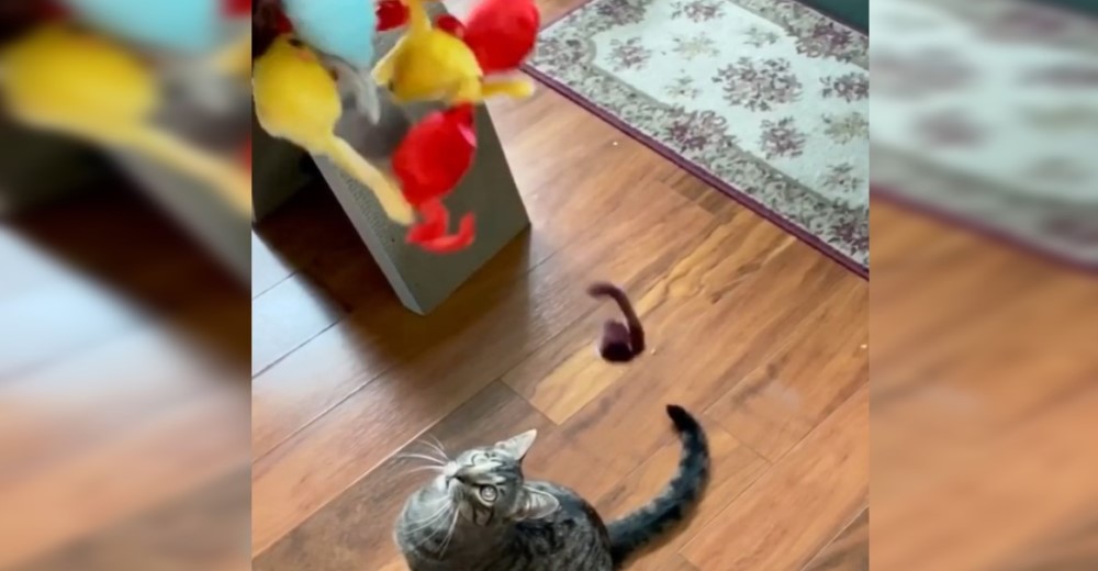 Consuela a su gato con 60 peluches nuevos tras verlo rescatar juguetes en la basura Consuela a su gato con 60 peluches nuevos tras verlo rescatar juguetes en la basura