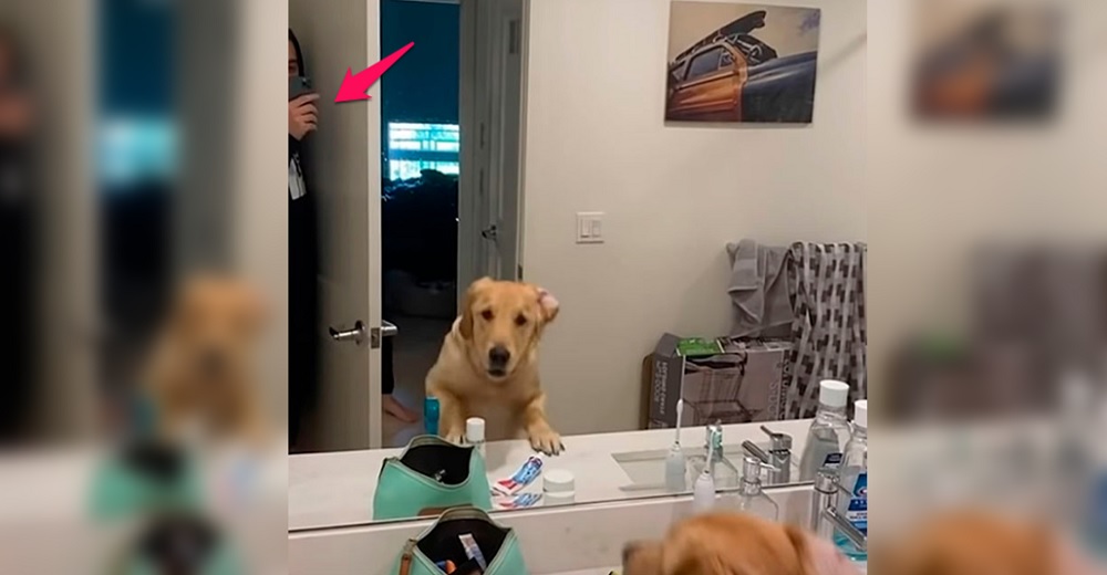 Perrito no entiende nada al encontrar a papá en el espejo mientras jugaban a las escondidas