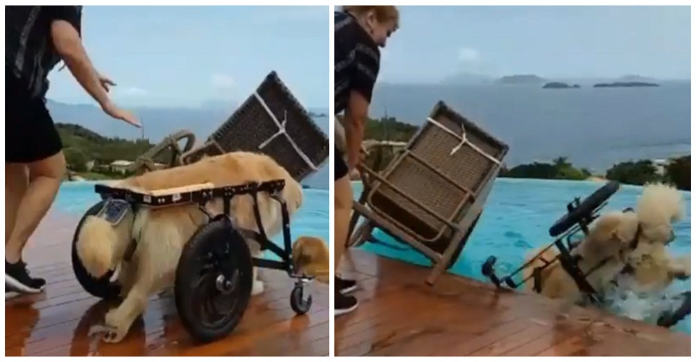 Cuando ve a su mejor amiga en la piscina olvida su discapacidad y su dueña lucha por salvarlo Cuando ve a su mejor amiga en la piscina olvida su discapacidad y su dueña lucha por salvarlo