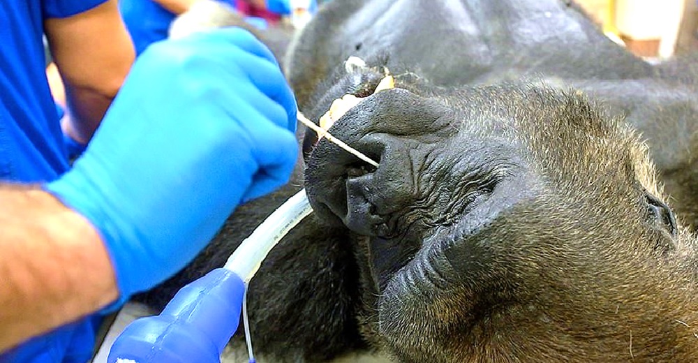Las condiciones en las que vive el gorila sometido a la prueba de COVID-19 causan alarma