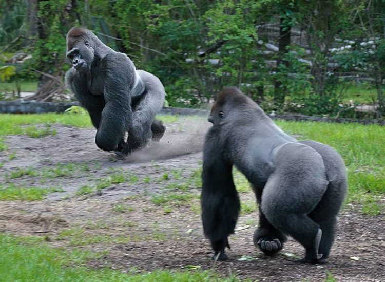 Тетя горилла если хотите стать сильными детки. Зад гориллы. Гигантская горилла. Горилла бегает. Горилла убегает.