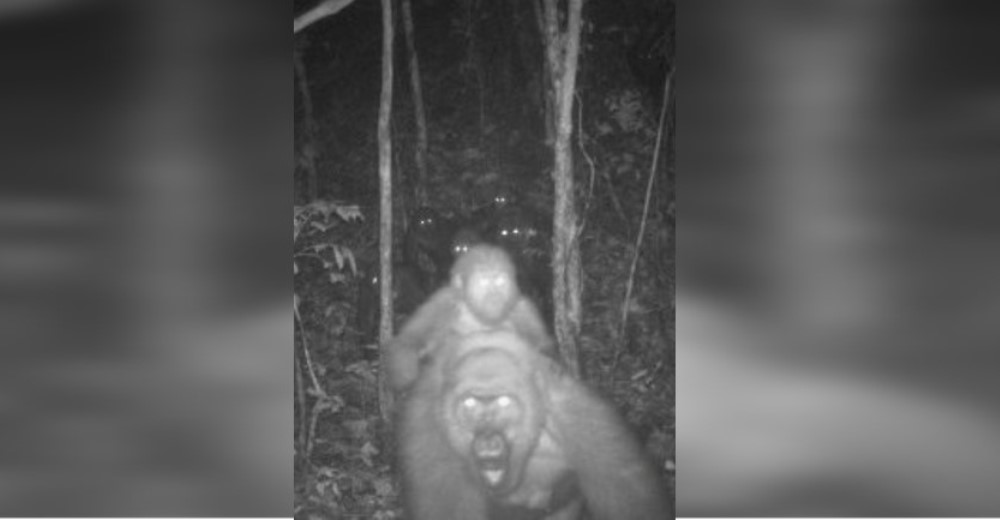 Captan en la jungla al gorila más raro del mundo con una cría en su espalda Captan en la jungla al gorila más raro del mundo con una cría en su espalda