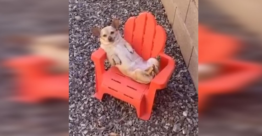 Encuentra en la siesta más profunda a su perro «guardián» en plena jornada de trabajo