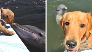Un perro golden ha sido el mejor y más fiel amigo de un delfín desde que eran bebés