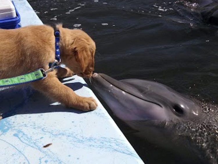 Perro y delfín 