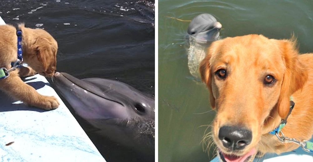 Un perro golden ha sido el mejor y más fiel amigo de un delfín desde que eran bebés