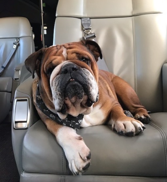 Lewis Hamilton revela los efectos que sufrió su perro tras una polémica