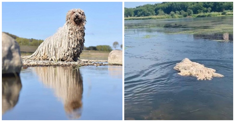 Perrita quería divertirse en el lago y todos piensan que es un trapeador que flota Perrita quería divertirse en el lago y todos piensan que es un trapeador que flota