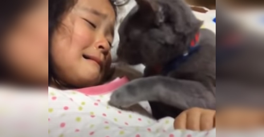 Una niña llora desconsolada y su amada gatita se desvive consolándola