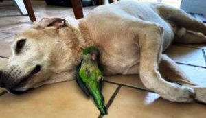 Perrito salva a un lorito que cayó de un nido y no se aparta de su lado para que sobreviva