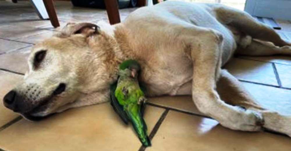 Perrito salva a un lorito que cayó de un nido y no se aparta de su lado para que sobreviva