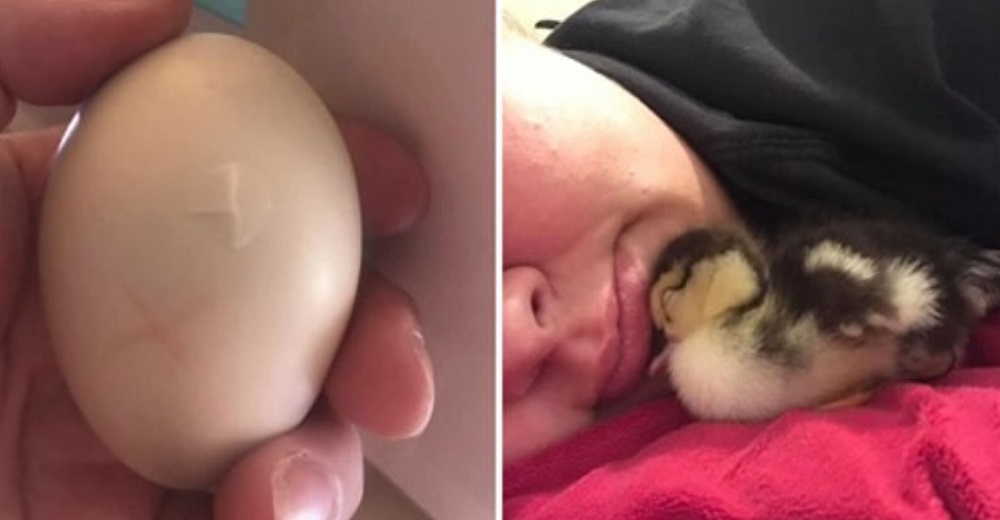 Mujer salva un huevo roto del nido de un pato y lo lleva en su sujetador 35 días para incubarlo