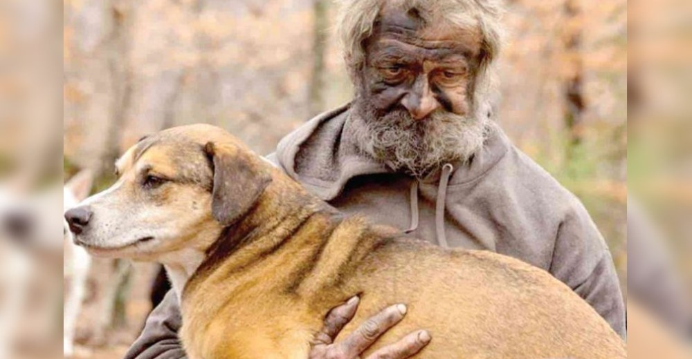 Rescatan a 31 perros que vivieron durante años a cargo de un solidario hombre sin hogar Rescatan a 31 perros que vivieron durante años a cargo de un solidario hombre sin hogar