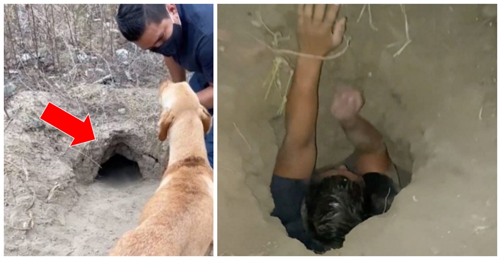 Usando sus pies y tras superar un ataque de asfixia, logra rescatar a 8 cachorritos sepultados Usando sus pies y tras superar un ataque de asfixia, logra rescatar a 8 cachorritos sepultados