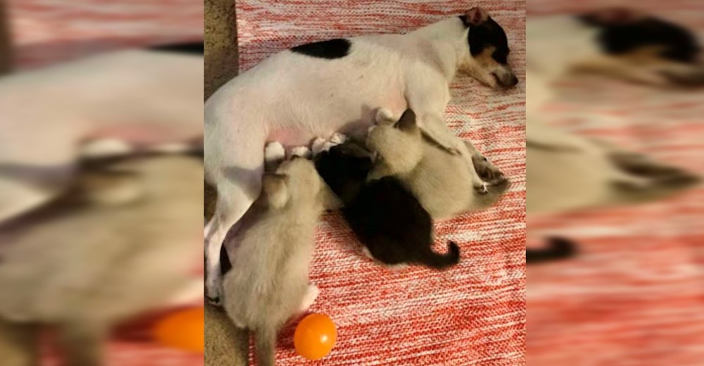 Le presenta 3 gatitos huerfanitos a la afligida perrita que perdió a sus bebés y rompe a llorar
