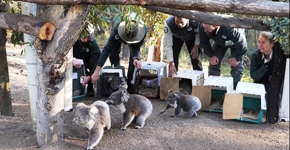 Cinco koalas regresan a casa tras los incendios y lo hacen con una nueva vida en su bolsa