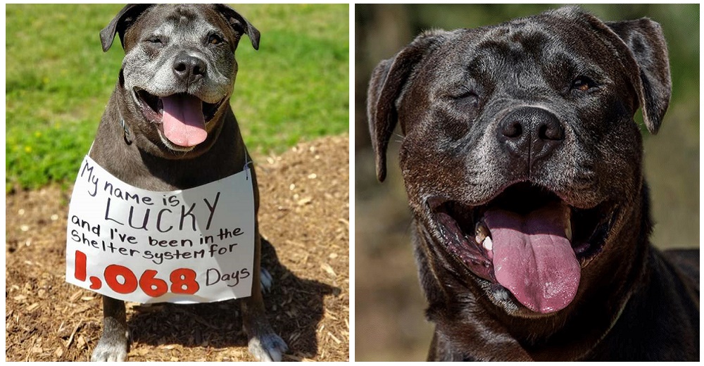 Urge una familia para un perro ciego que lleva 1.068 días esperando, empieza a darse por vencido Urge una familia para un perro ciego que lleva 1.068 días esperando, empieza a darse por vencido