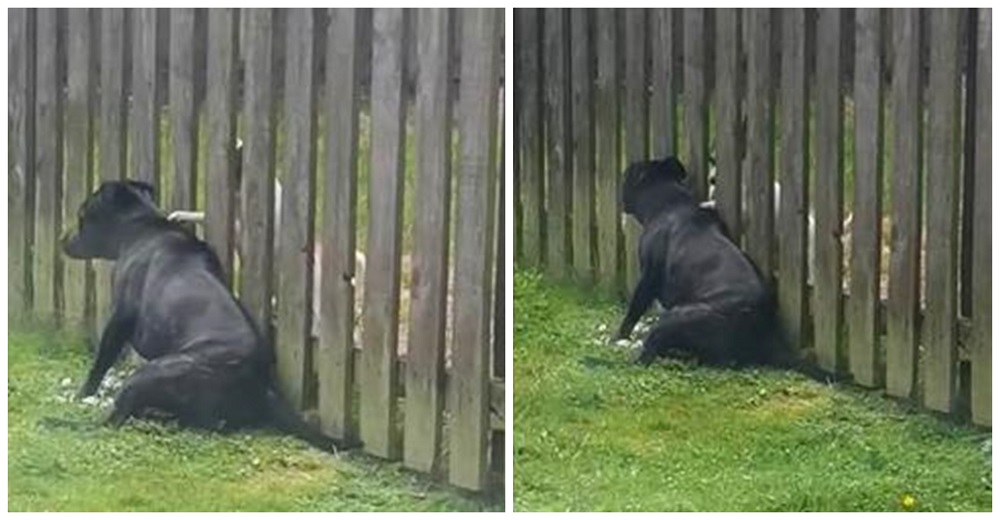 Perrita va a la cerca todos los días para recibir un cariñoso masaje de su vecino cachorro