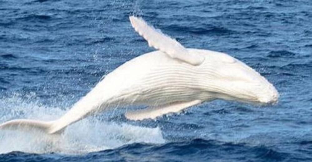 La aparición de una extraña y majestuosa ballena blanca causa conmoción en los navegantes