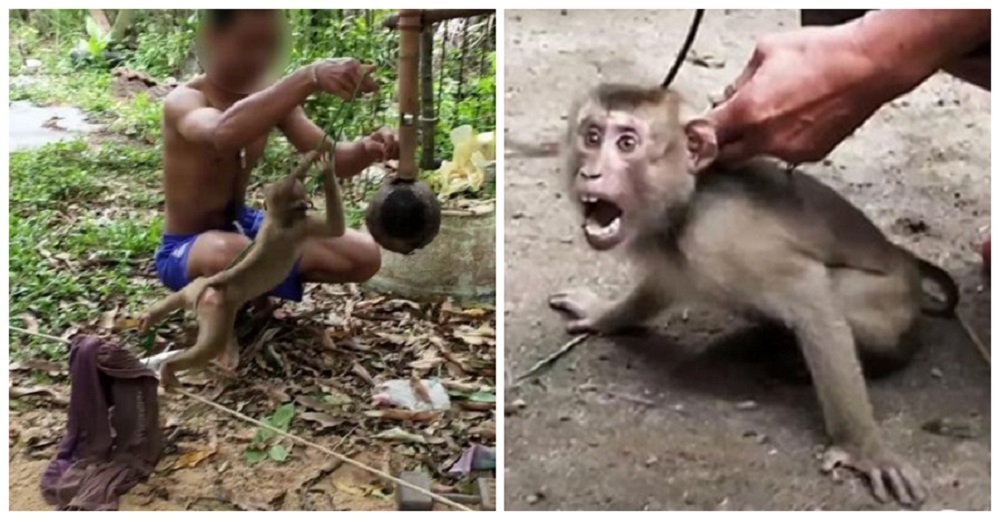 Investigadores infiltrados desvelan la crueldad de monos enloquecidos en las granjas de coco