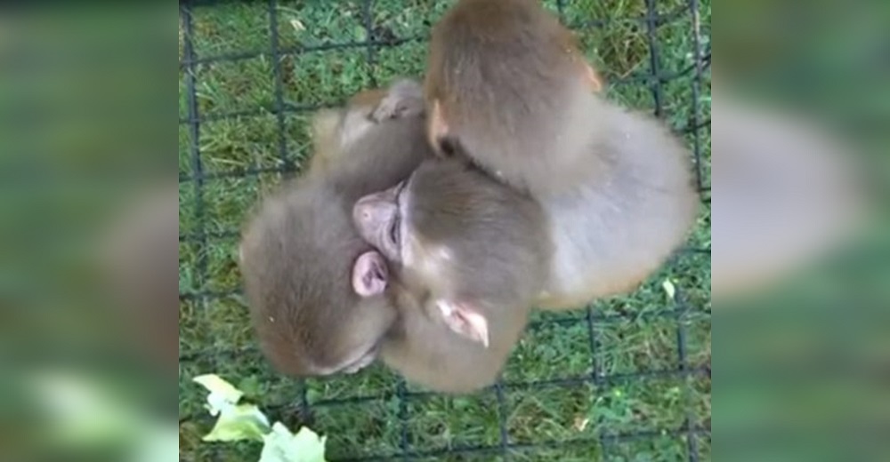 Monos no paraban de abrazar a su hermano y los veterinarios descubren que sufre Síndrome de Down