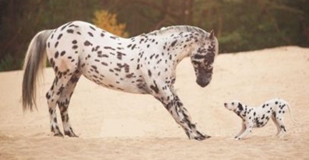 Un dálmata huérfano cree que una yegua con manchas es su madre y la obliga a adoptarlo