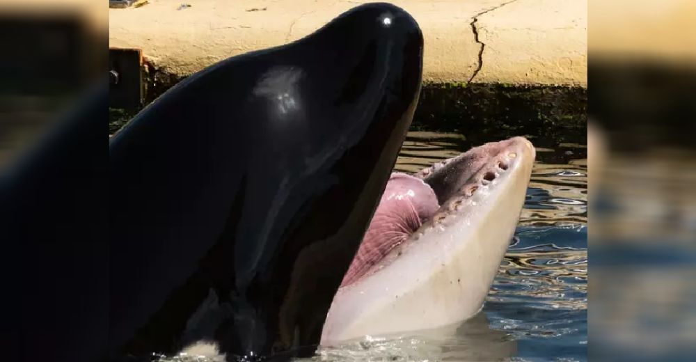 El drama de la orca que perdió todos sus dientes por la desesperación de escapar del cautiverio