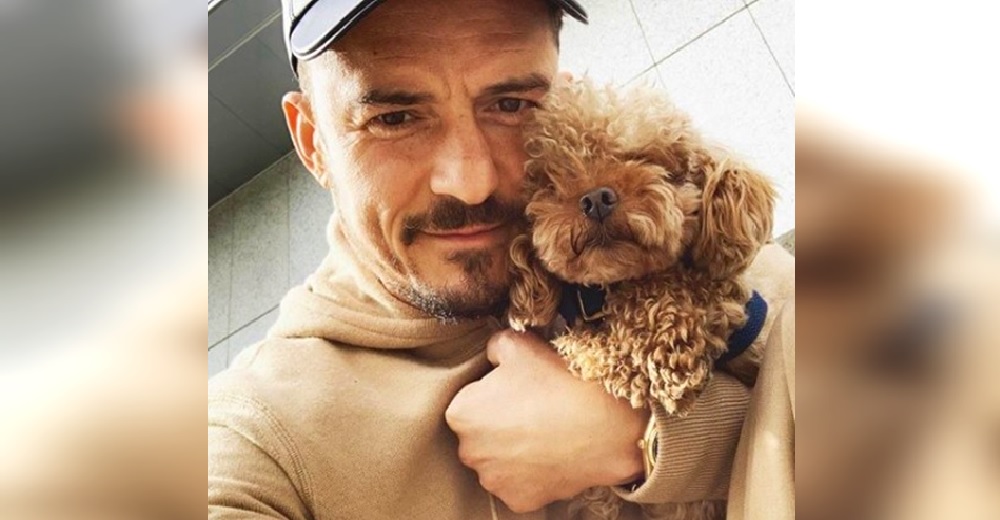 Orlando Bloom pierde toda esperanza tras la desaparición de su perrito: «Encontramos su collar» Orlando Bloom pierde toda esperanza tras la desaparición de su perrito: «Encontramos su collar»