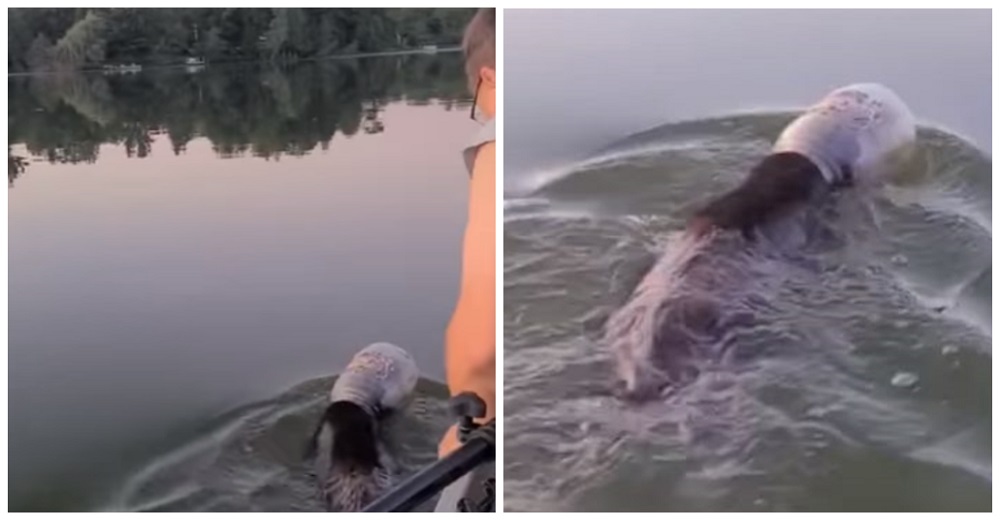 Arriesgan su vida por salvar de un dramático final a un oso que flotaba atorado en un cubo