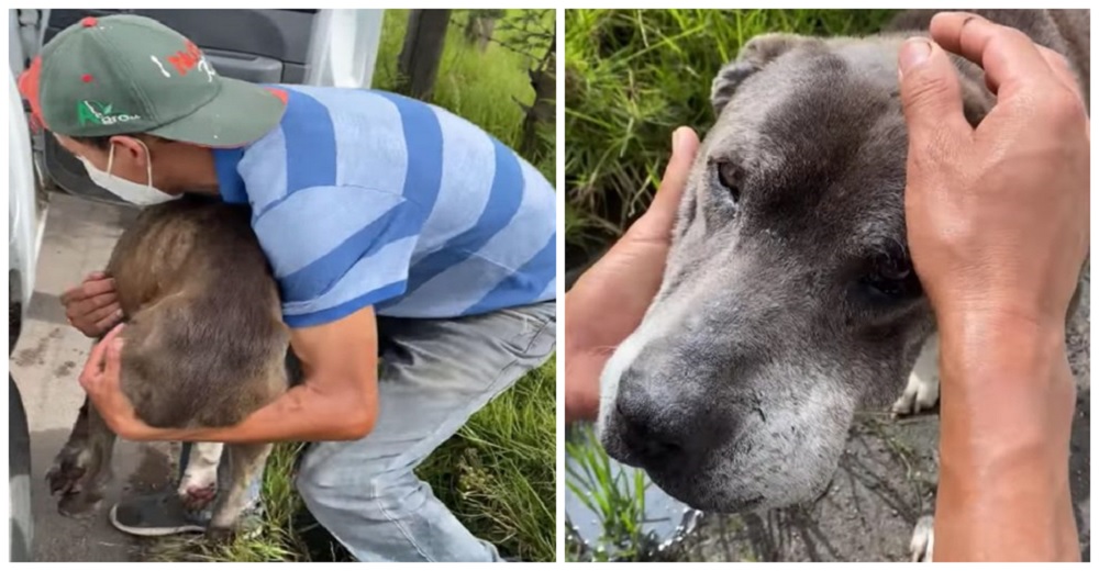 Perro anciano se arrastraba por la autopista en su último aliento hasta que un auto se detiene