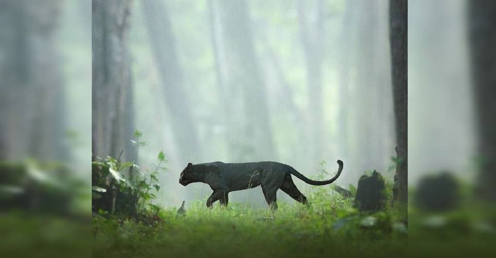Su esfuerzo de años por encontrarse con una pantera negra y fotografiarla por fin da resultados Su esfuerzo de años por encontrarse con una pantera negra y fotografiarla por fin da resultados