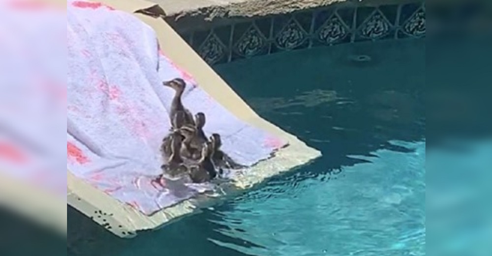 Dos niños descubren a patitos bebés en graves problemas en su piscina y reaccionan