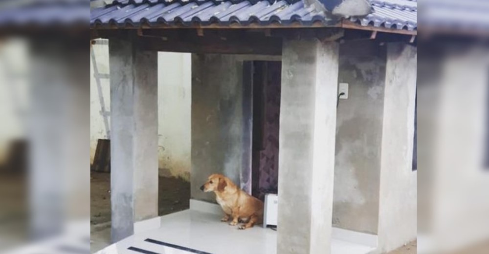 Adoptan a una perrita discapacitada y le ofrecen una mansión al estilo de Hollywood Adoptan a una perrita discapacitada y le ofrecen una mansión al estilo de Hollywood