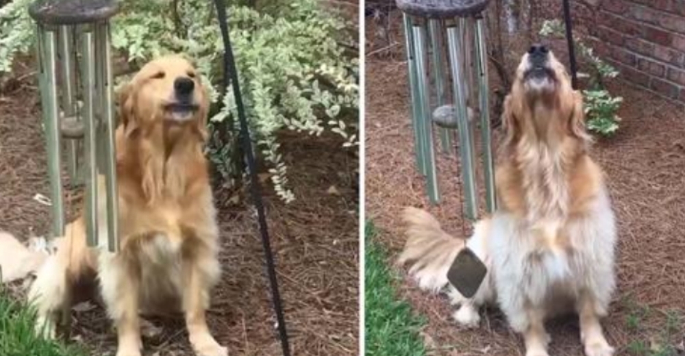 Perro toca las campanas de viento a diario para poder cantar con ellas