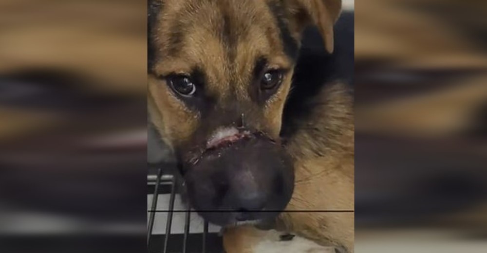 Captan a un perrito en la calle desesperado por comer pero tenía su hocico atado Captan a un perrito en la calle desesperado por comer pero tenía su hocico atado