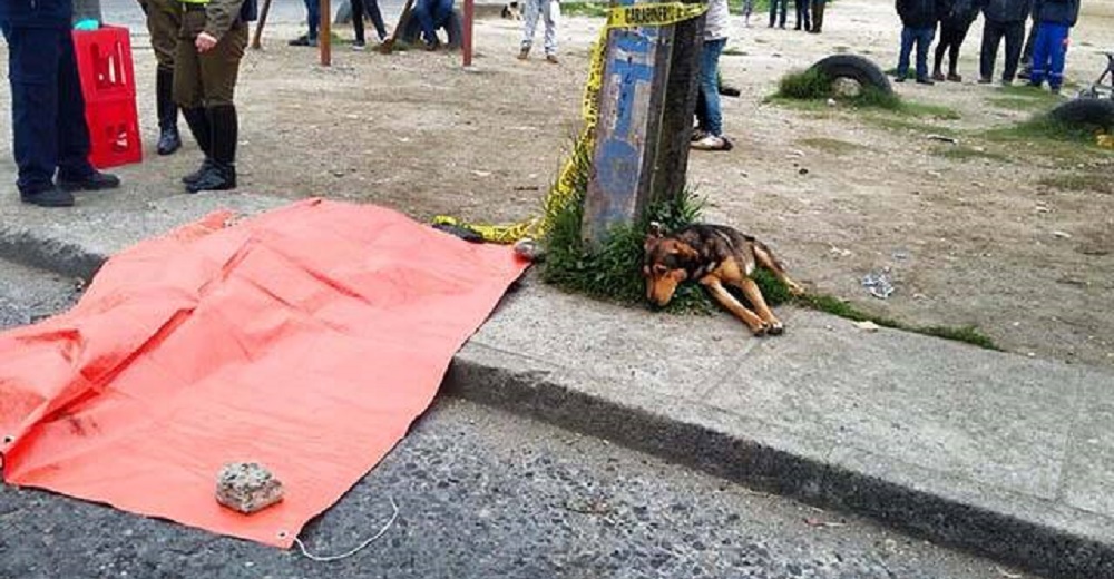 Un leal perro se niega a separarse de su dueño fallecido trágicamente mientras paseaban Un leal perro se niega a separarse de su dueño fallecido trágicamente mientras paseaban