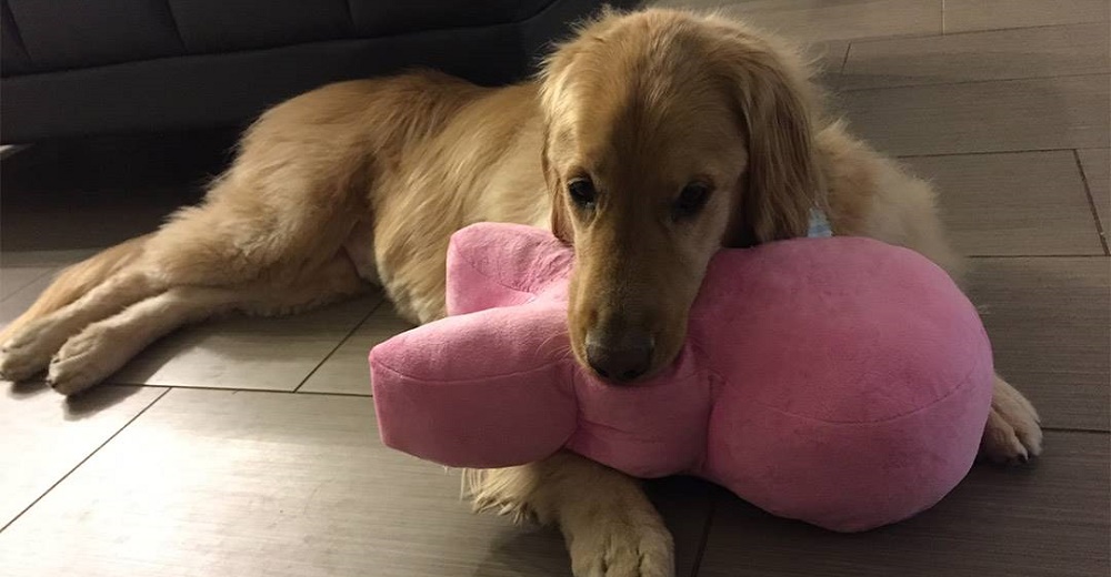 Golden Retriever logra ser adoptado a pesar de que les advirtieron de sus problemas mentales Golden Retriever logra ser adoptado a pesar de que les advirtieron de sus problemas mentales