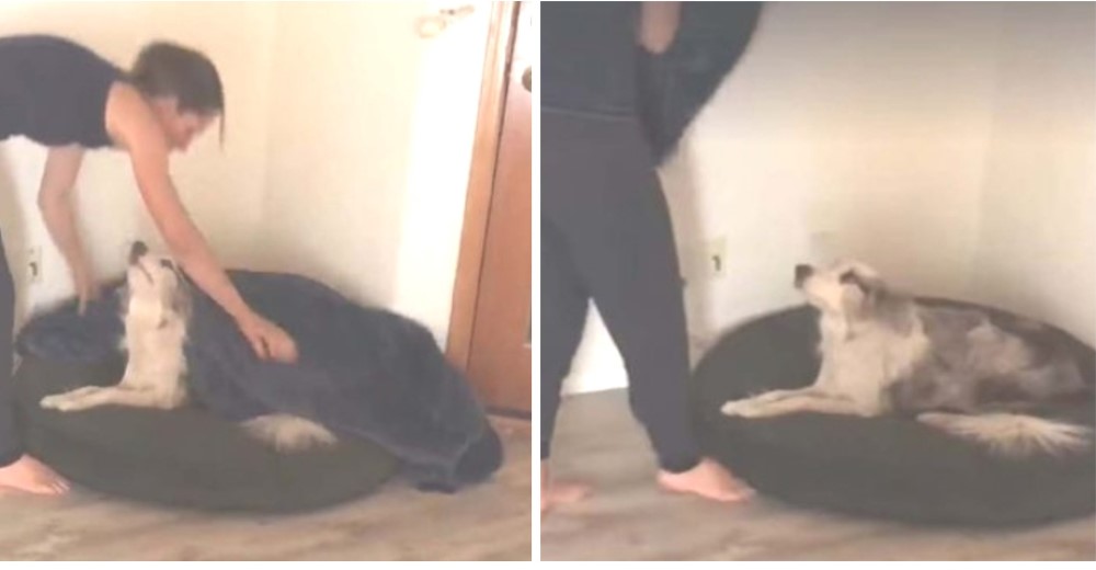 Este perro se niega a dormir si su mamá no lo acuesta todas las noches Este perro se niega a dormir si su mamá no lo acuesta todas las noches