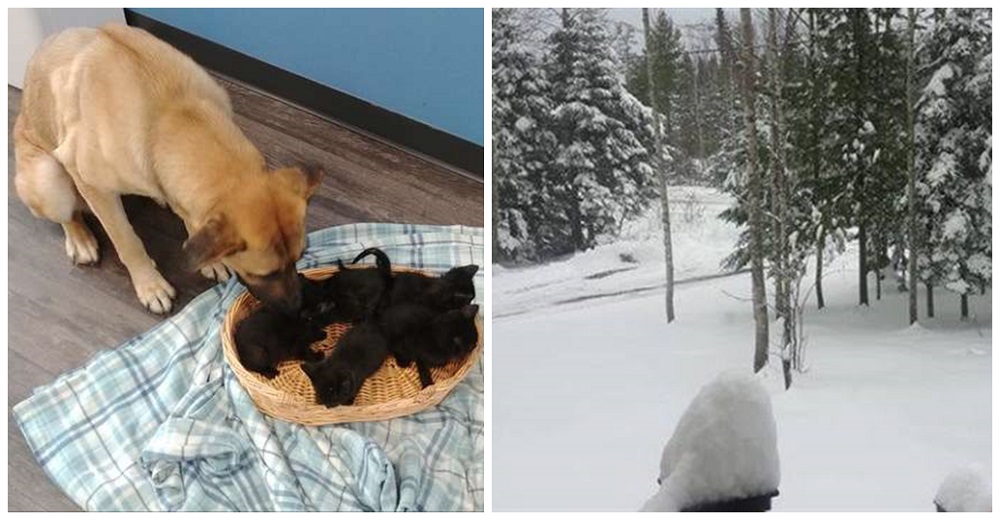 La hallan tiritando de frío en la nieve acurrucando a 5 gatitos huérfanos para darles calor