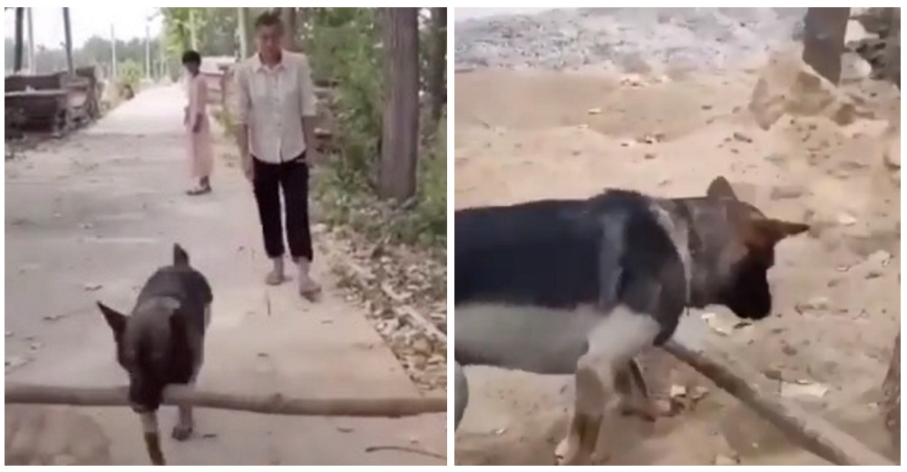 Perrito inteligente y de gran corazón corre para quitar una rama del camino de un hombre ciego