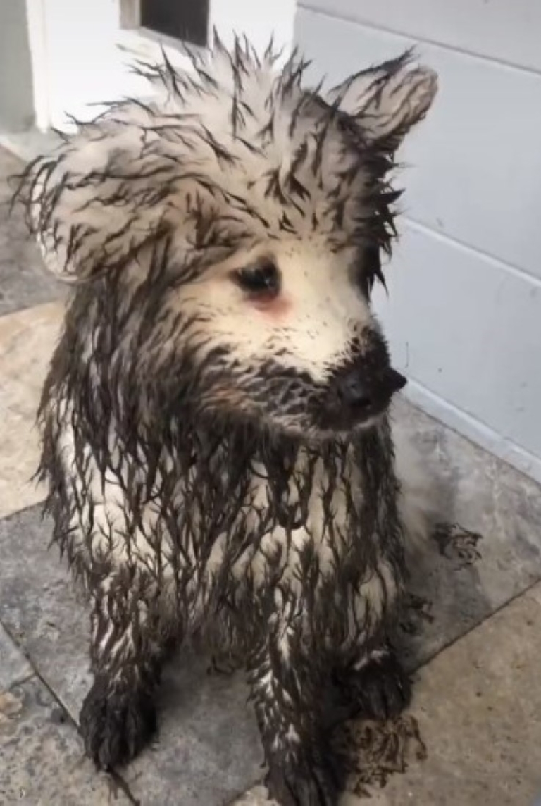 Perritos que lucían como 2 copos de nieve aprovechan un descuido para