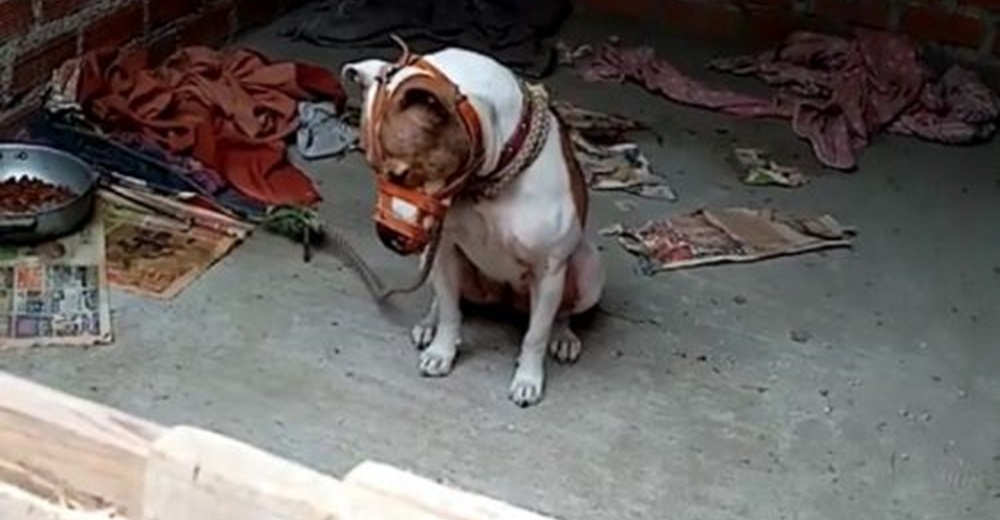 Piden ayuda para el perro que pasa triste, solo y atado con un bozal sin poder comer ni beber Piden ayuda para el perro que pasa triste, solo y atado con un bozal sin poder comer ni beber