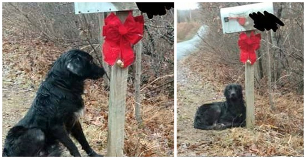 Perro abandonado espera durante varios días el regreso de sus dueños junto a un moño y un cartel