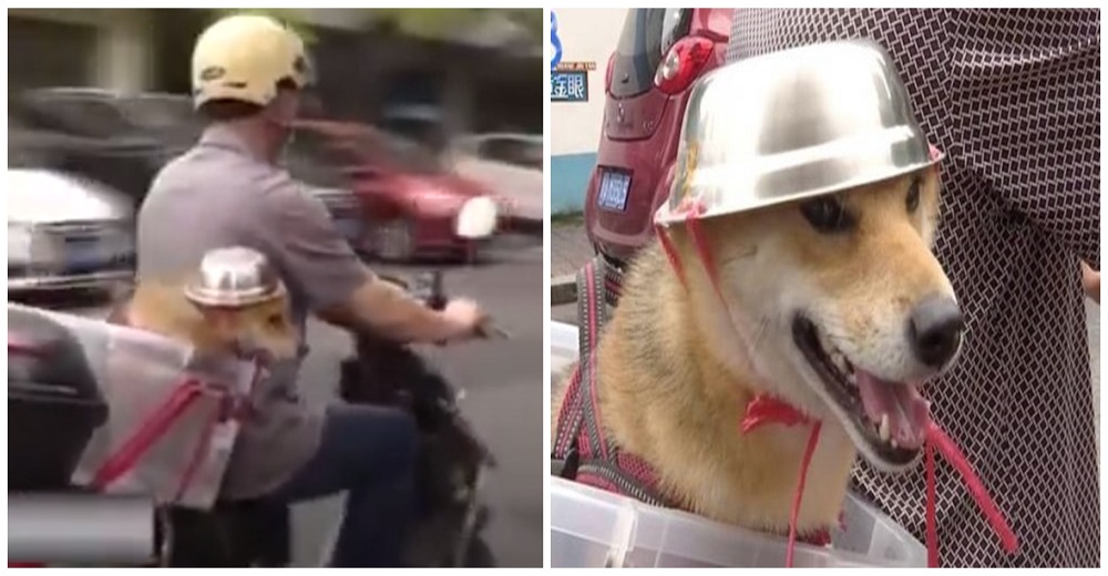 Graban a un perrito que pasea en moto protegido con su propio casco y dentro de una cesta