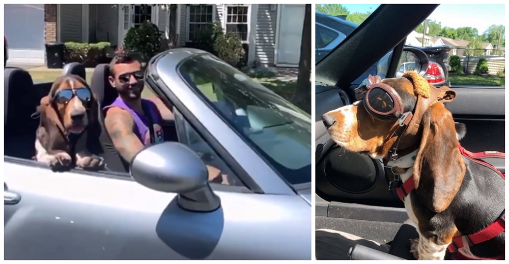Perrito adoptado se roba todas las miradas viajando seguro en el convertible de papá Perrito adoptado se roba todas las miradas viajando seguro en el convertible de papá