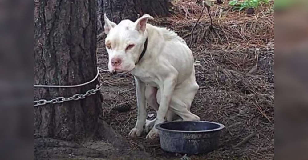 Una denuncia salva la vida de un perro flamélico que llevaba 4 años encadenado sin poder moverse